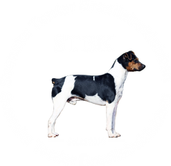 Svenska rasklubben för terrier brasileiro